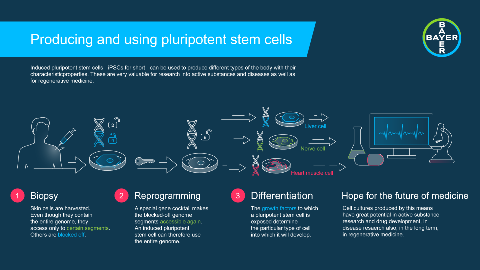 Stem Cells Bayer Global